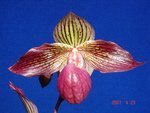 Paph. Taiwan Rose            