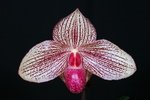 Paph. Wes' Belrosi 'Bear' 