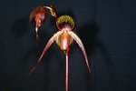 Paph. Wossner Black Wings 'Bear' 