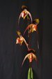 Paph. Wossner Black Wings 'Ferrari' SM/TPS