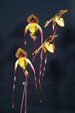 Paph. Yang-Ji Apple 'Bear-1' BM/TPS 