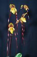 Paph. Yang-Ji Apple 'Bear-2'