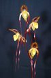 Paph. Yang-Ji Apple 'Bear-3' BM/TPS