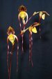 Paph. Yang-Ji Apple'Bear-5' SM/TPS 