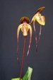 Paph. Yang-Ji Diamond 'Bear-1'