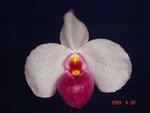 Paph. delenatii 'Red Pouch'