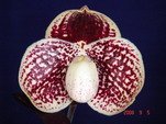 Paph. godefroyae 'Red Apple'