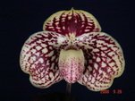Paph. godefroyae 'Red Bear'