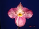 Paph. Wossner Vietnam Love 'Bear-2'