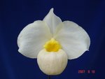 Paph. Wossner Vietnam Gold 'Bear-4'