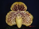 Paph. Winter coat 