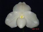 Paph. Wellesleyanum 'Bear-3'