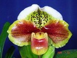 Paph. Tree Of Enzan