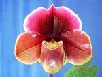 Paph. Startler 'Glance' AM/AOS