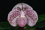 Paph. Sierra Bell 'Bear-1'