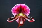 Paph. Shin-Yi Remus 'Bear-1'