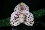 Paph. Sakaki 'Bear-1' 