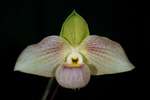 Paph. Wossner Vietnam Beauty 'Bear-6'