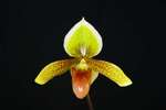 Paph. Wossner Goldsuk 'Bear-5'