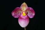 Paph. Wossner Vietnam Love 'Bear-10'