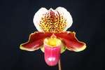 Paph. Hung Sheng Provocation 'Bear-1'