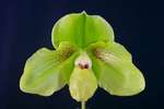 Paph. Hung Sheng Stone 'Bear' 