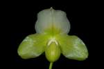 Paph. Dora Crawshaw 'Bear-2' 