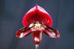 Paph. Hung Sheng Bay 'Bear-10'