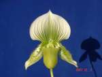 Paph. Hung Sheng Citron 'Bear-1'