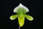 Paph. Hung Sheng Citron 'Bear-3'