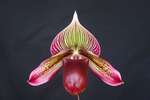 Paph. Hung Sheng Curtisii 'Bear'