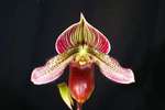 Paph. Hung Sheng curtisii 'Bear-1'