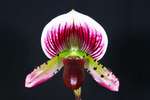 Paph. Hung Sheng Jaguar 'Bear-1'