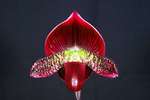 Paph. Hung Sheng Jaguar 'Bear-2'