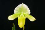 Paph. Hung Sheng Jewel 'Bear-6'