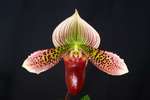 Paph. Hung Sheng Lake 'Bear-4'