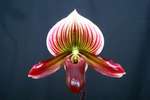 Paph. Hung Sheng Master 'Bear-2'