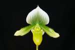 Paph. Mint Mak 'Hung Sheng' SM/TPS