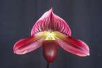 Paph. Shin-Yi Macaroon 'Bear-1'