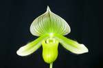 Paph. Yung-Jia Century 'Bear-2'