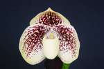 Paph. Benkei 'Bear' 