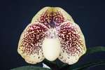 Paph. Benkei 'Bear-1'