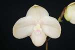Paph. Chou-Yi Yuki 'Bear-2'