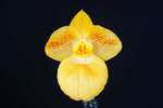 Paph. Fumi's Delight 'Bear-6'