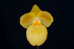 Paph. Fumi's Delight 'Bear-7'