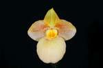 Paph. Fumi's Delight 'Bear-9'