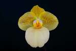 Paph. Fumi's Delight 'Bear-10'