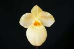 Paph. Fumi's Delight 'Bear-11'