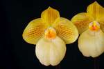 Paph. Fumi's Delight 'Bear-12'