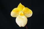 Paph. Fumi's Delight 'Bear-13'